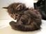 Maine Coon Tiffany (Tiff)