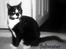 Huskat Sylvester *Sylle* RIP