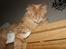 Maine Coon Bailey - LIDT TRÆT