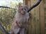 Maine Coon Bailey