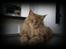 Maine Coon Bailey