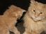 Maine Coon Bailey - FAR OG SØN