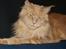 Maine Coon Bailey