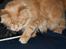Maine Coon Bailey