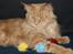 Maine Coon Bailey
