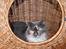 Maine Coon Coffee