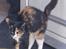 Huskat Kat