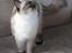 Ragdoll DK Big Bang Rainbow Ippa - DK Big Bang Rainbow Ippa (Rag n)