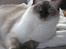Ragdoll DK Big Bang Rainbow Ippa - Ippa hygger i sofaen