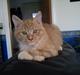 Maine Coon Pelotte