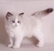 Ragdoll DK Jaquet Paris