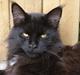Maine Coon Lumi
