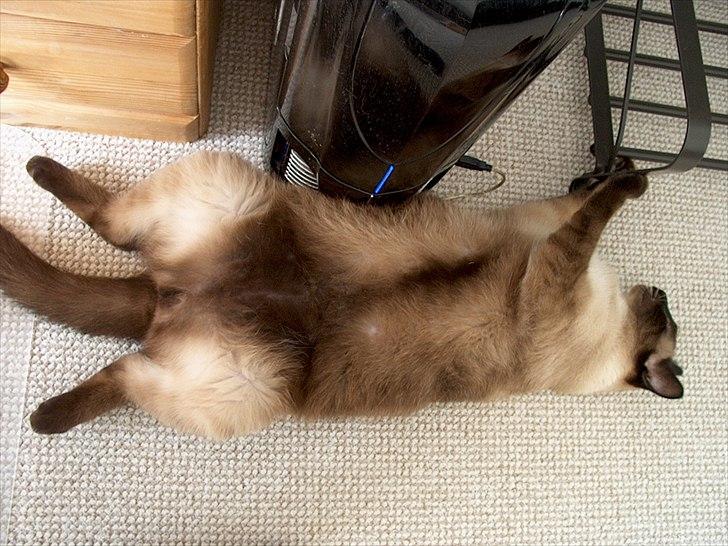 Ragdoll Fenris - Fenris 1 år og 6,6 kg

slapper af ! billede 6