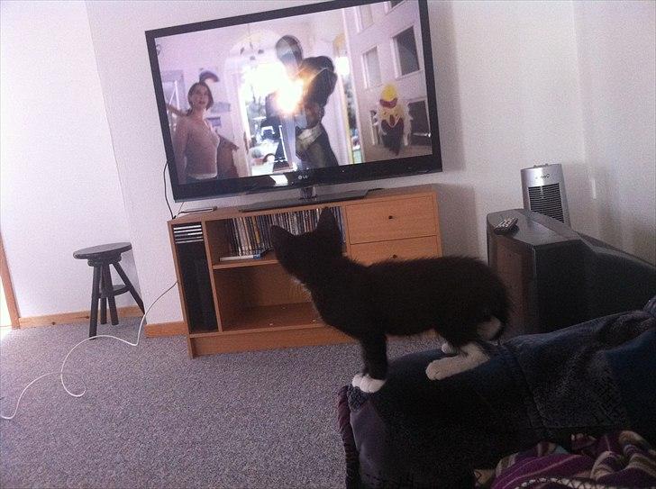 Huskat Charlie  billede 10