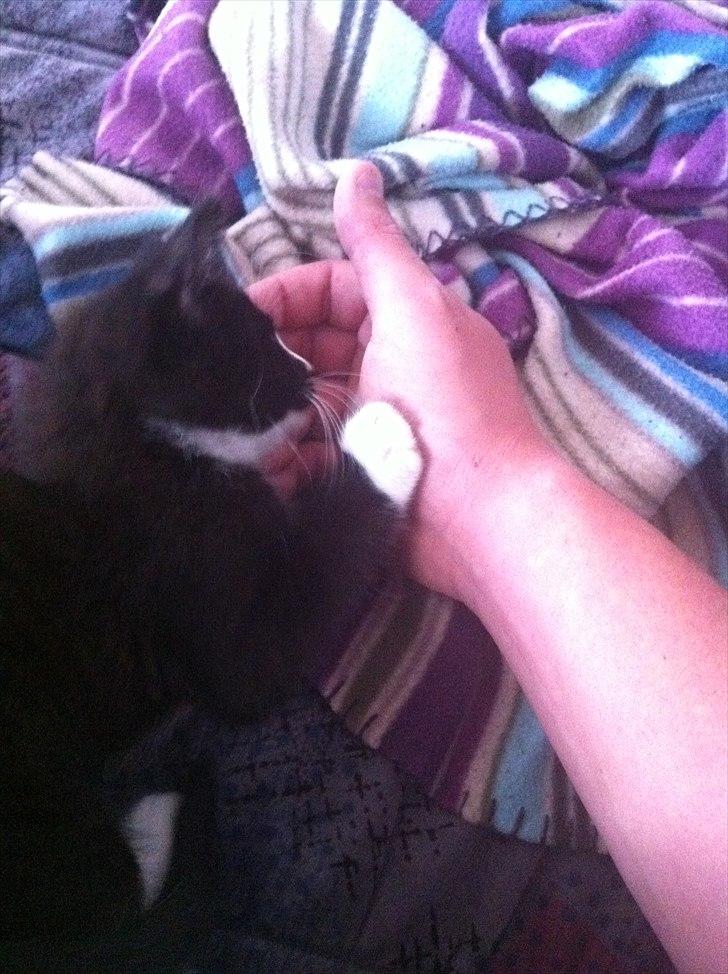 Huskat Charlie  billede 9