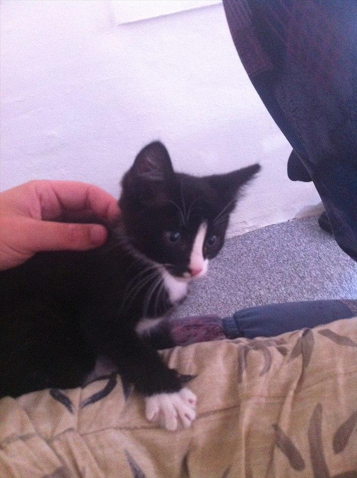 Huskat Charlie  billede 8