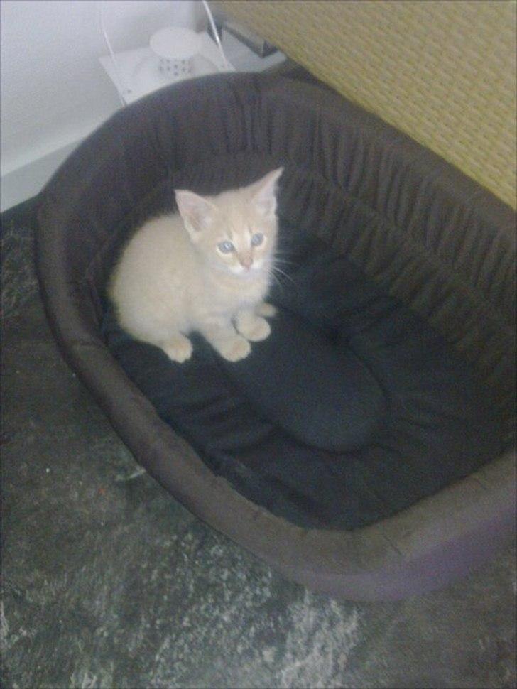 Blanding af racer Felix - Lille Felix .. :) billede 1