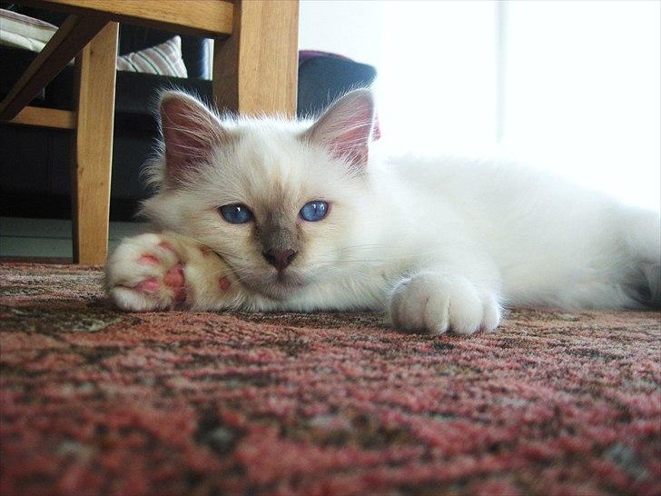 Hellig Birma Chicabee Tenzii - Lækkermås! billede 1