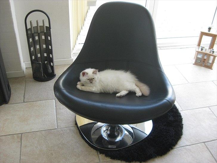 Hellig Birma Chicabee Tenzii - Lidt luksusdyr har man vel lov at være :-D jeg skal da have den bedste stol! billede 15