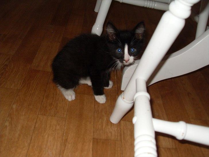 Huskat Charlie  billede 7