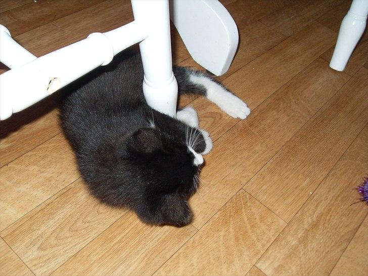 Huskat Charlie  billede 15