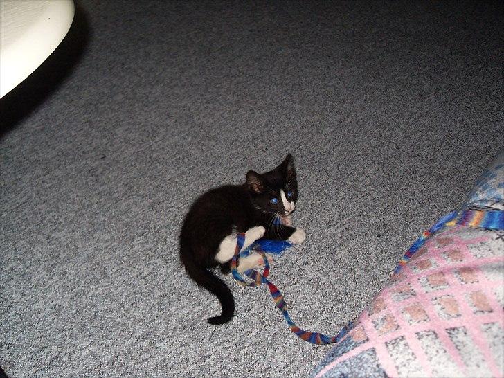 Huskat Charlie  billede 17