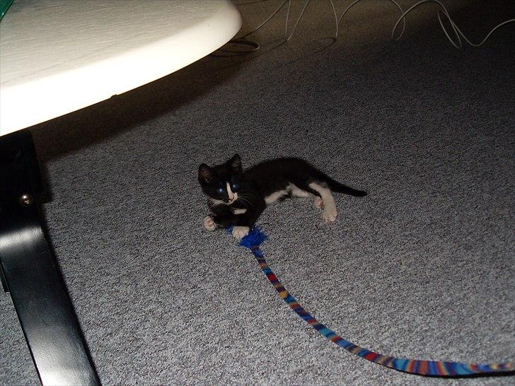 Huskat Charlie  billede 16