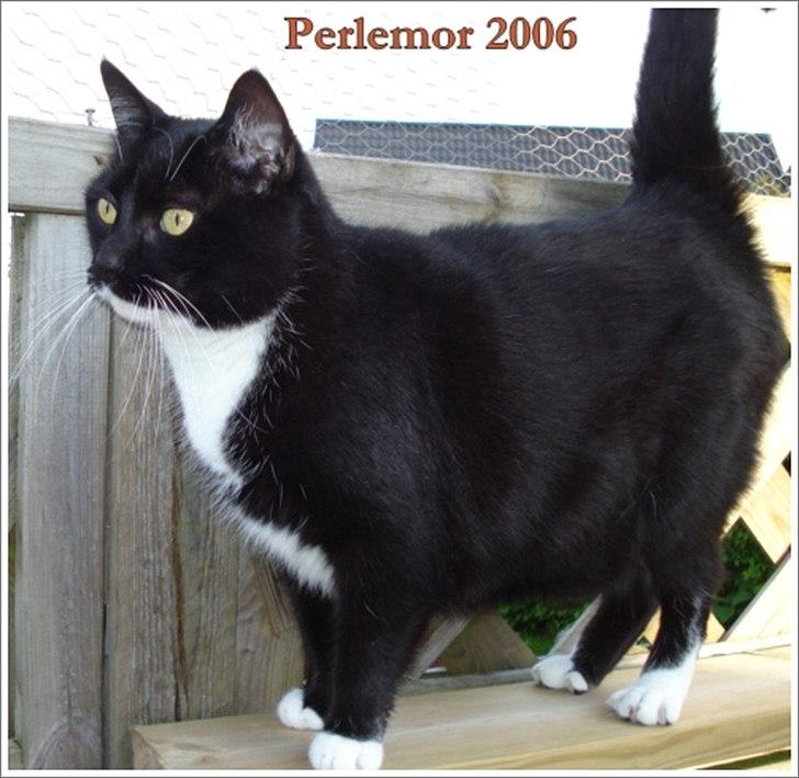 Huskat *Perle*^* Med to piger*^* billede 5