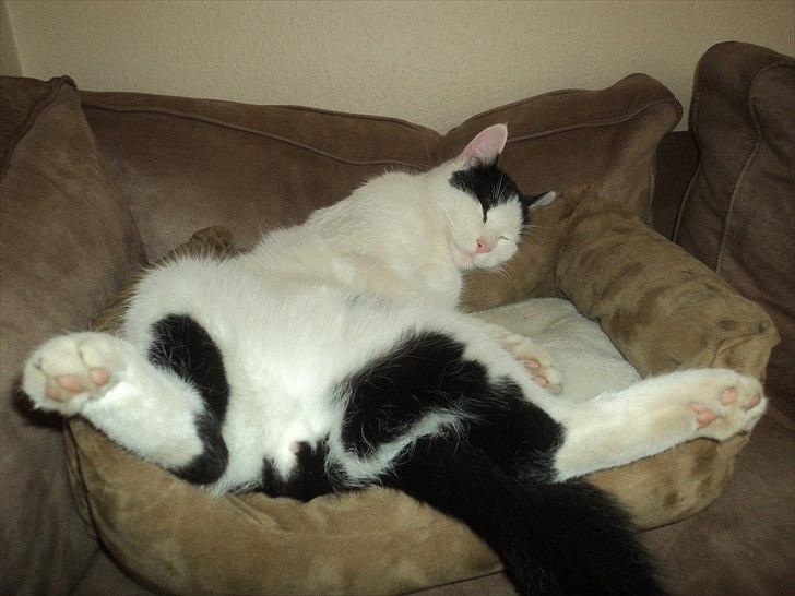 Huskat Anton billede 12