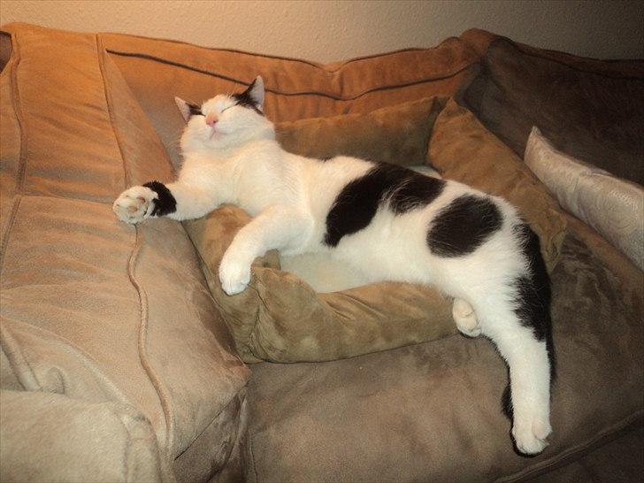 Huskat Anton billede 13