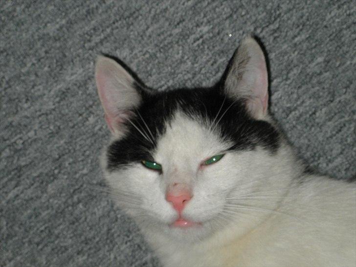 Huskat Anton billede 14