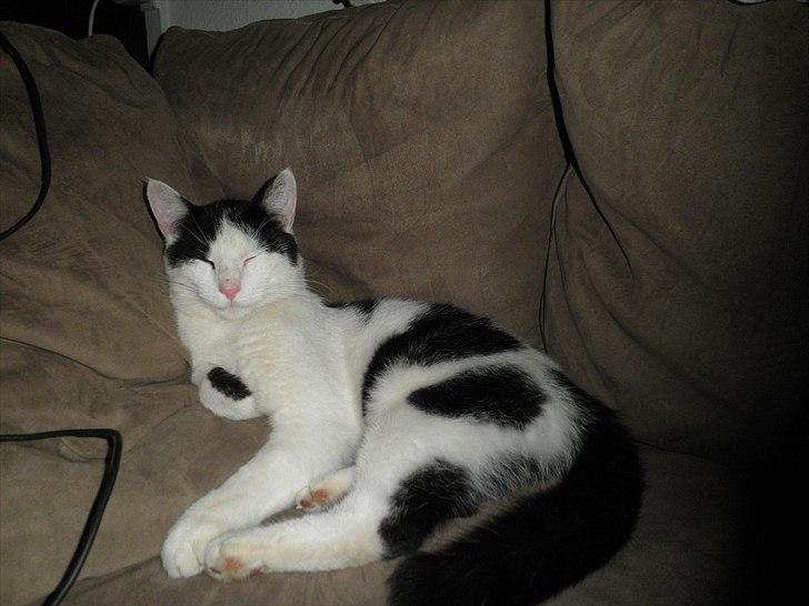 Huskat Anton billede 15