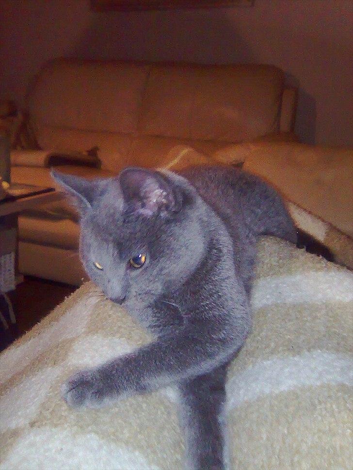 Huskat Lille My billede 1