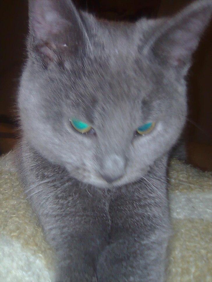 Huskat Lille My billede 2