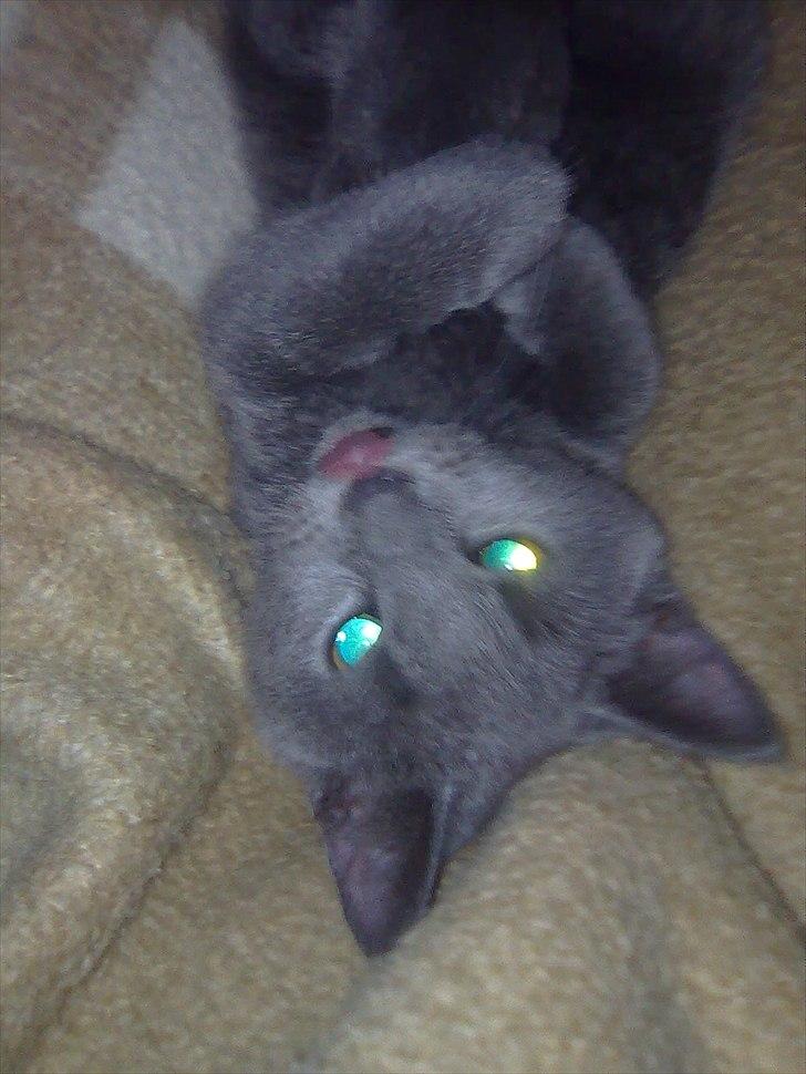 Huskat Lille My billede 3