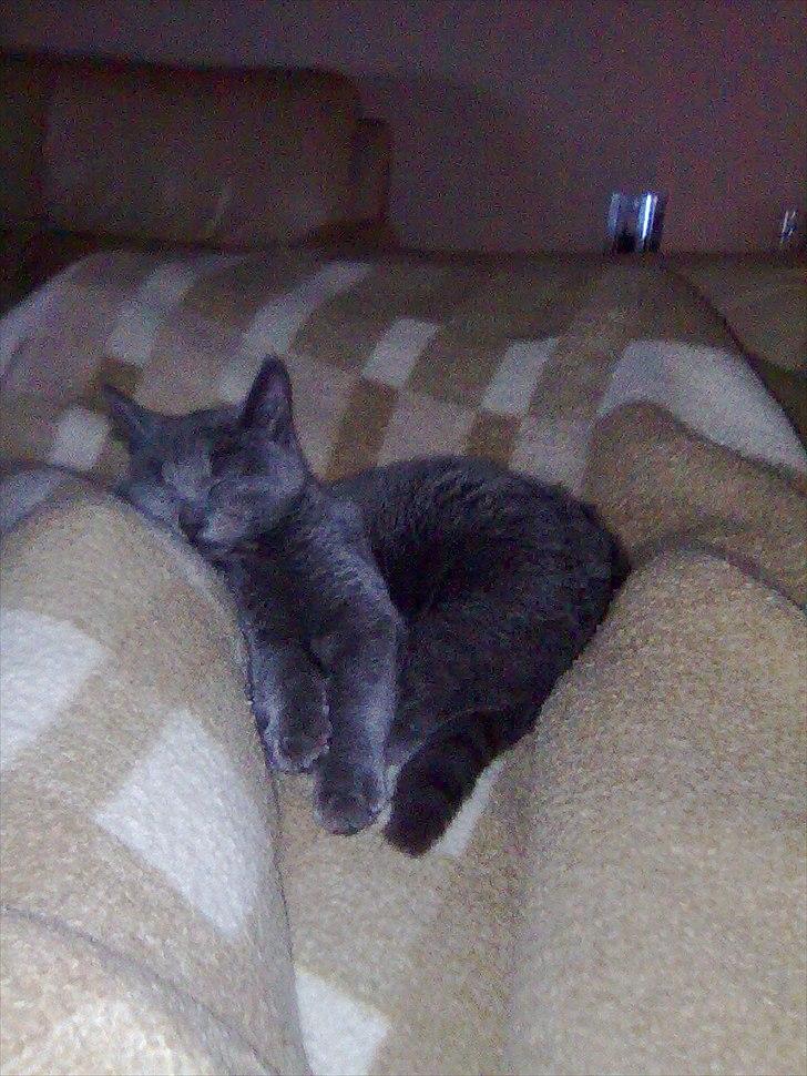 Huskat Lille My billede 4