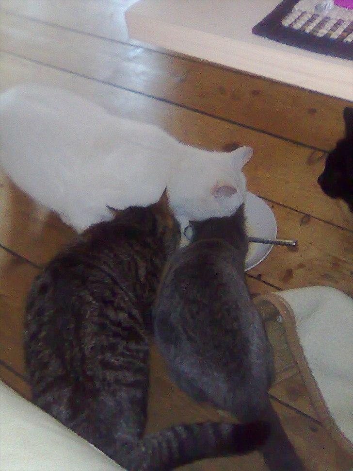 Huskat Lille My billede 5