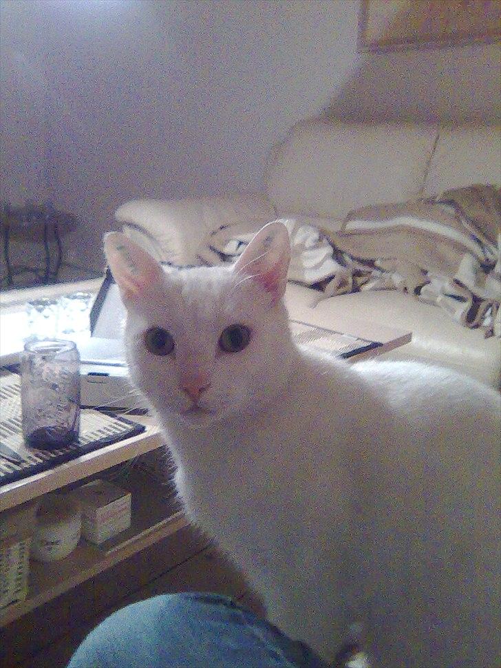 Huskat Simba billede 1