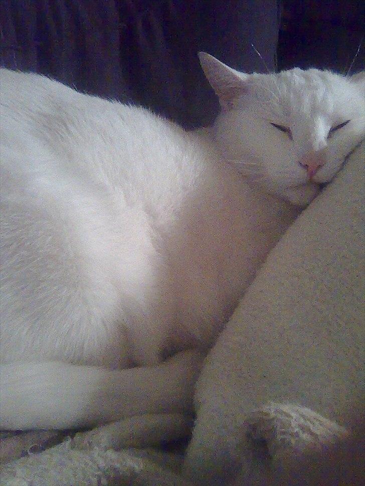 Huskat Simba billede 2