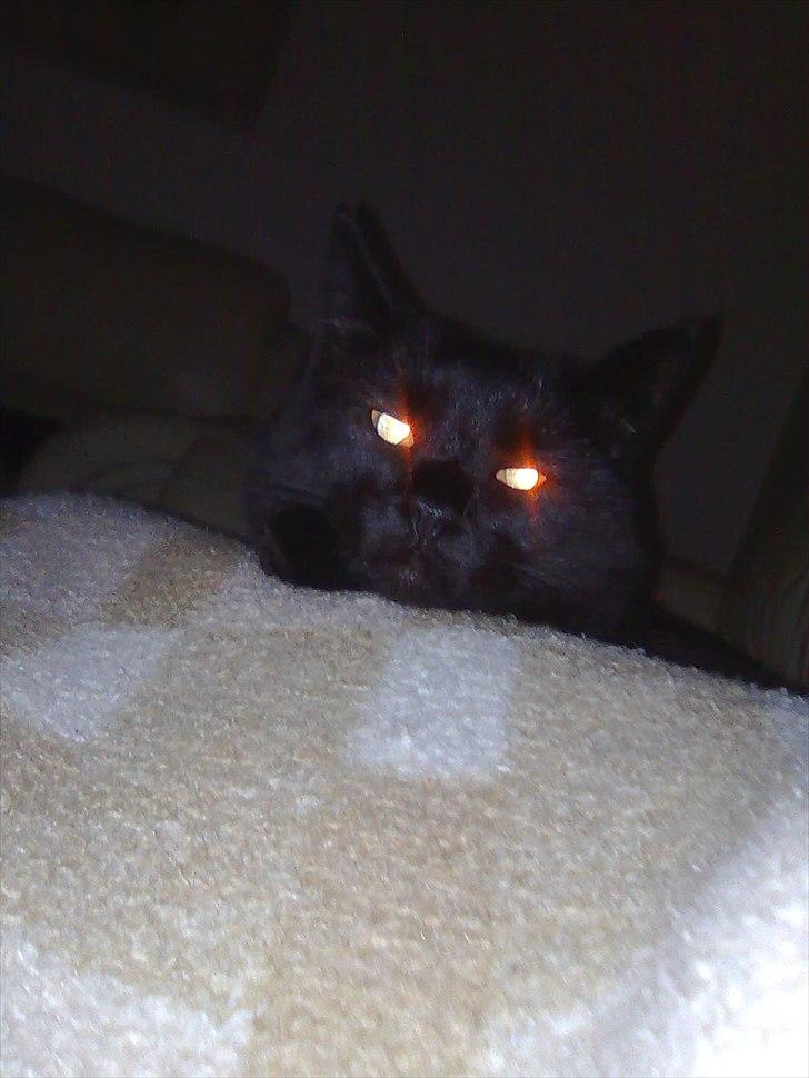 Huskat Nala billede 1