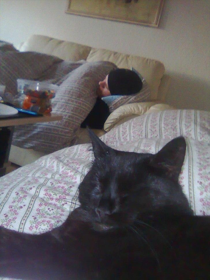 Huskat Nala billede 2