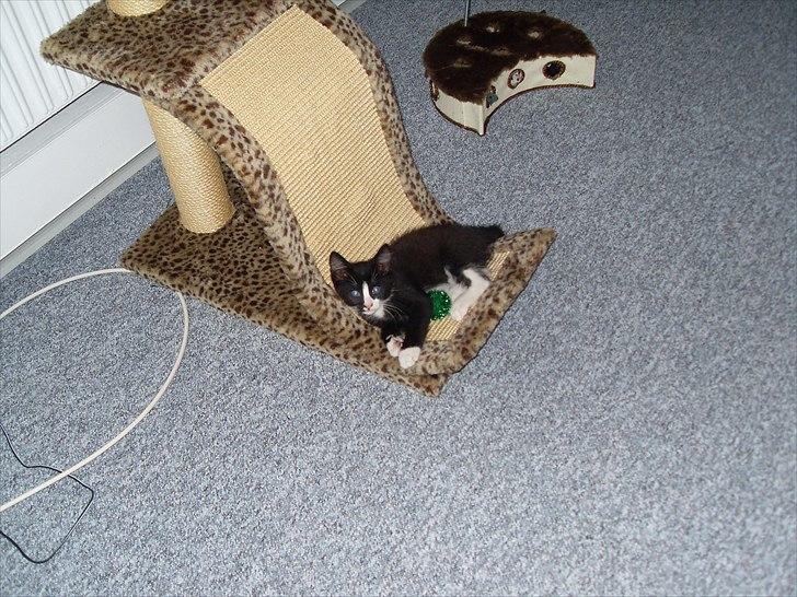 Huskat Charlie  billede 5