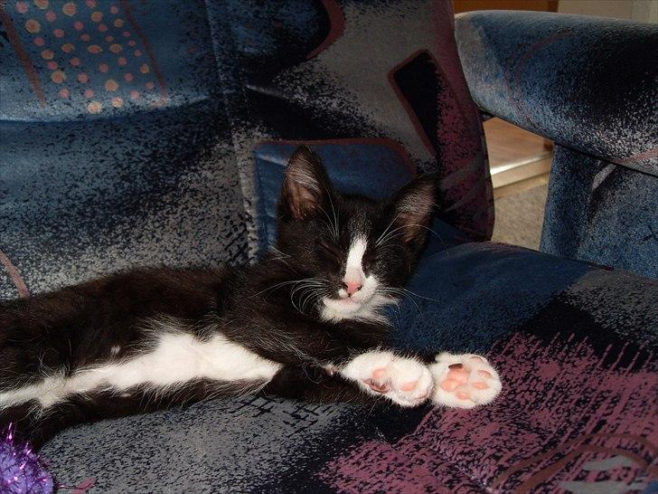 Huskat Charlie  billede 4