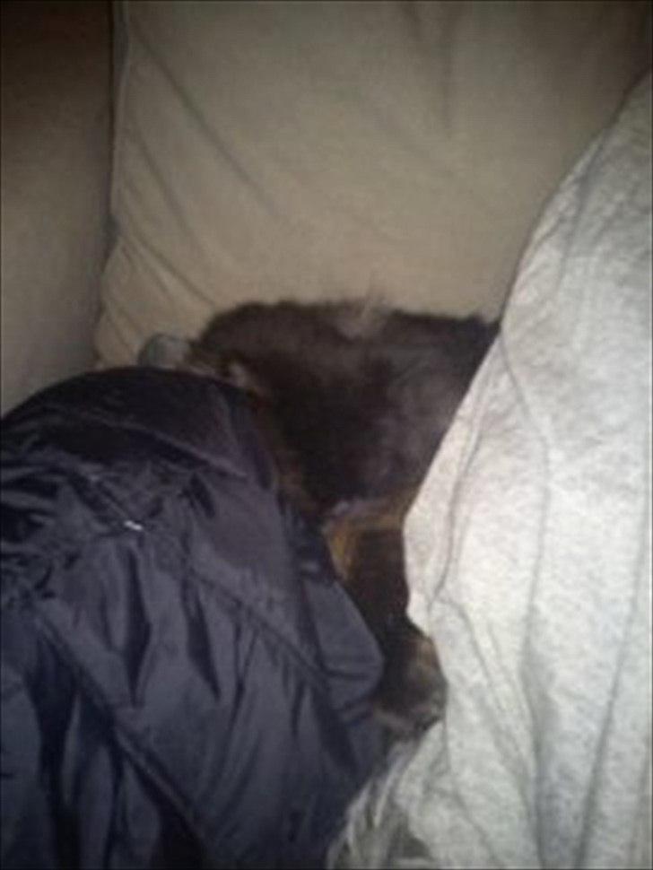 Perser charlie (bombom) billede 1