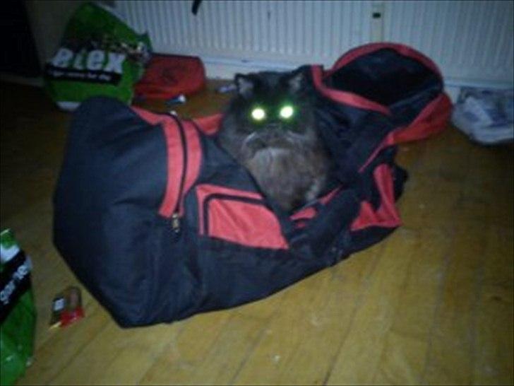 Perser charlie (bombom) billede 2