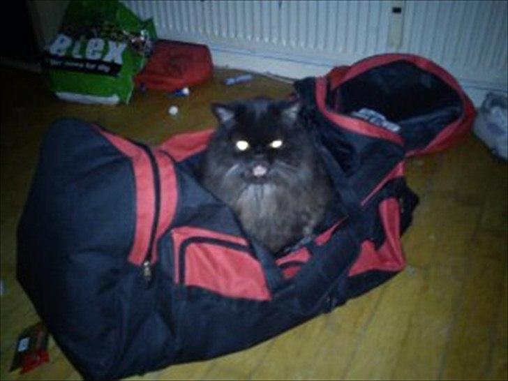 Perser charlie (bombom) billede 3