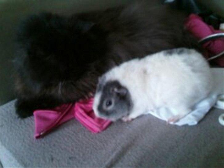 Perser charlie (bombom) billede 4