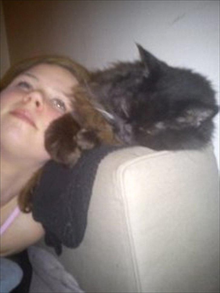 Perser charlie (bombom) billede 5