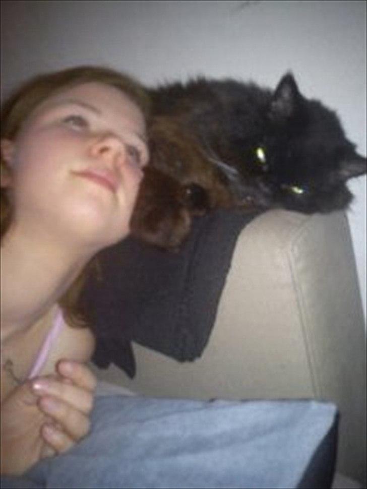 Perser charlie (bombom) billede 6