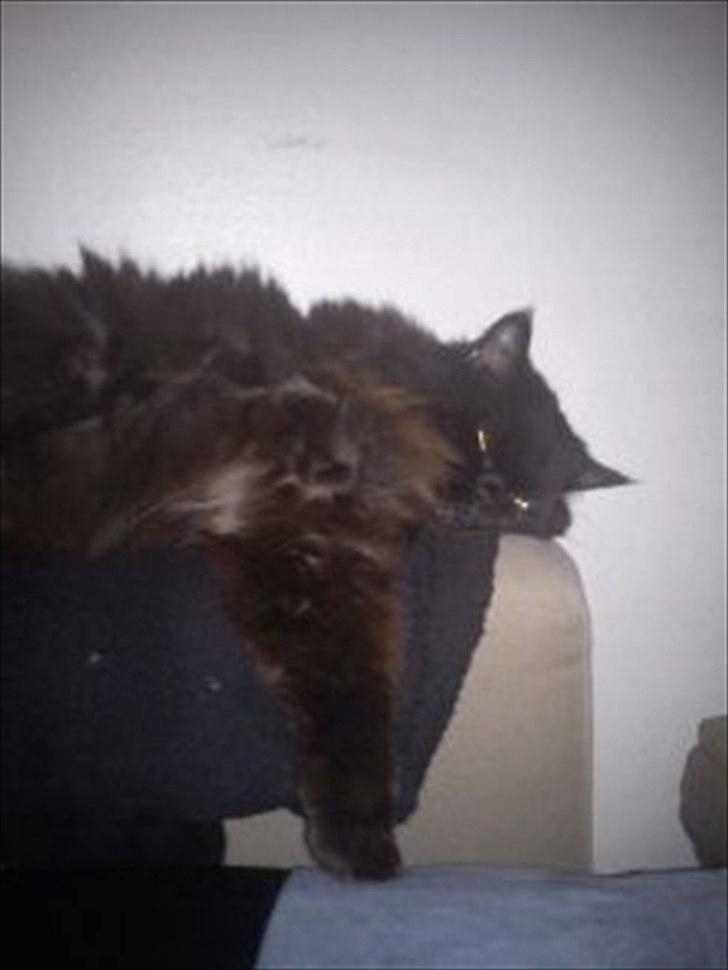 Perser charlie (bombom) billede 7